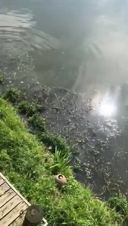 May 27, 2019 - The Fish are Spawning in Lawrence, Indiana