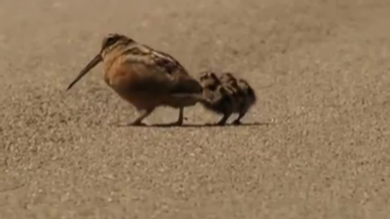 Short - Dancing Birds