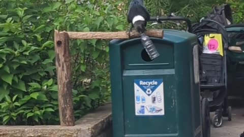 Crow Recycling bottle.