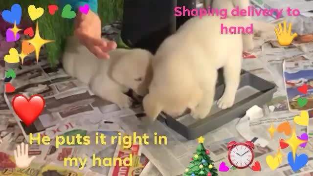 Puppy Training