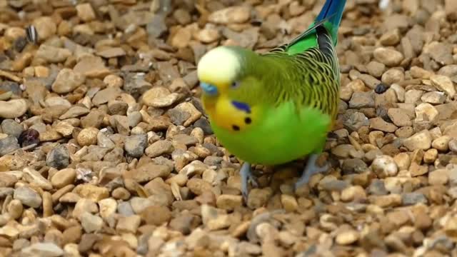 Lovely little animal parrot