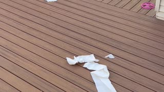 Boxer Puppy Makes Mess of Paper Towels