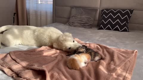 Golden Retriever Puppy Reacts to Baby Kittens