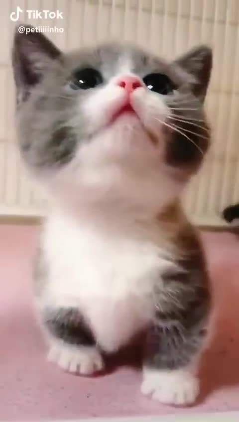 Kittens are always adorable