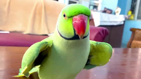 funny parrot