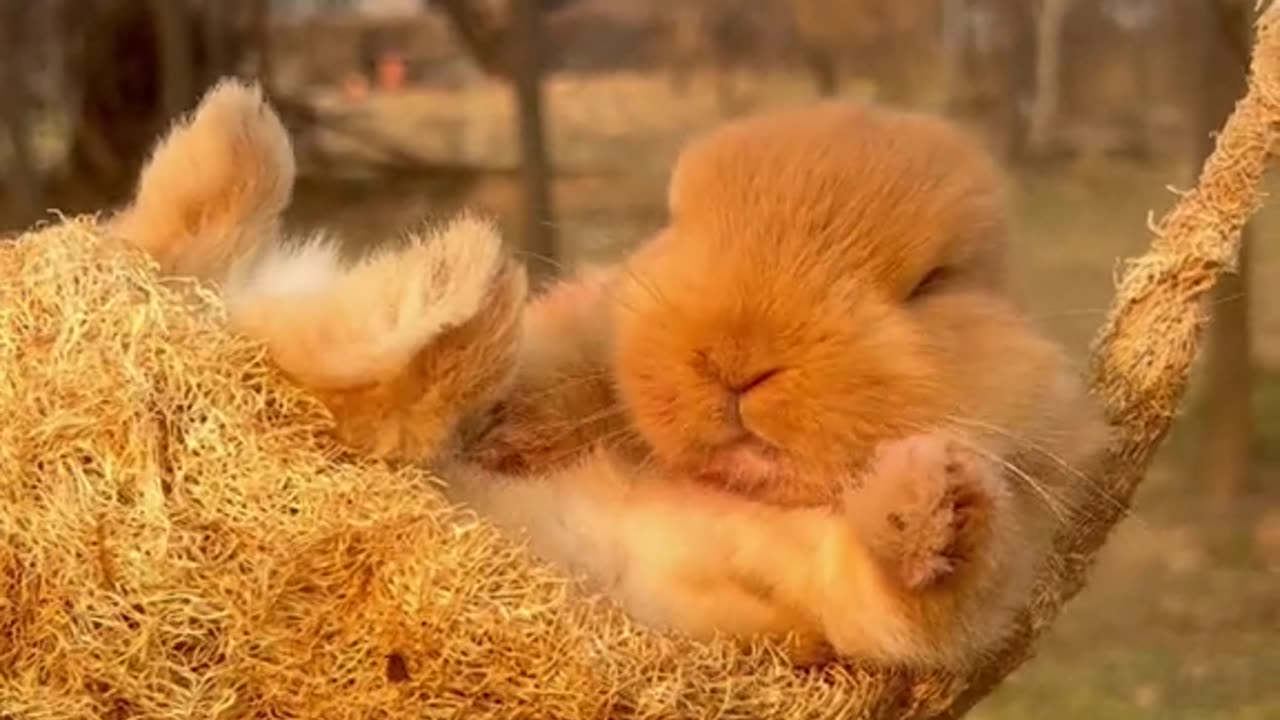 bunny flying in a air