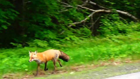 Red Fox