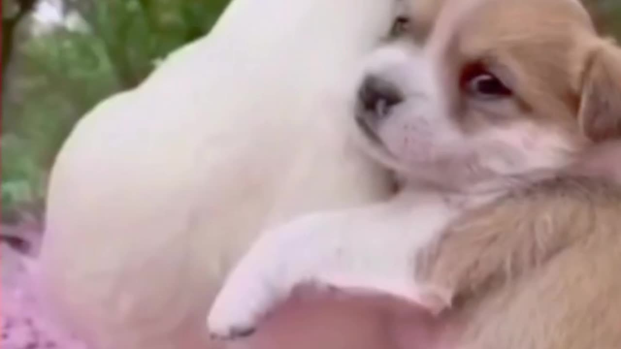 Cute little dog playing with doll 11 (tiktok video)