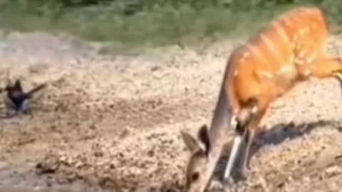 crocodile surprises the deer