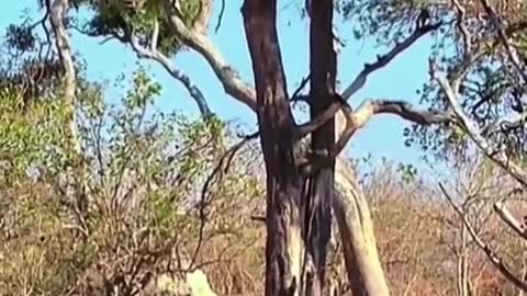 Leopard jumps from trees to hunt antelopes