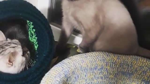 Battle of the cats. What did they not share?