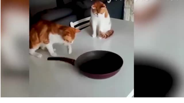 Funny Dogs And Cats Compilation