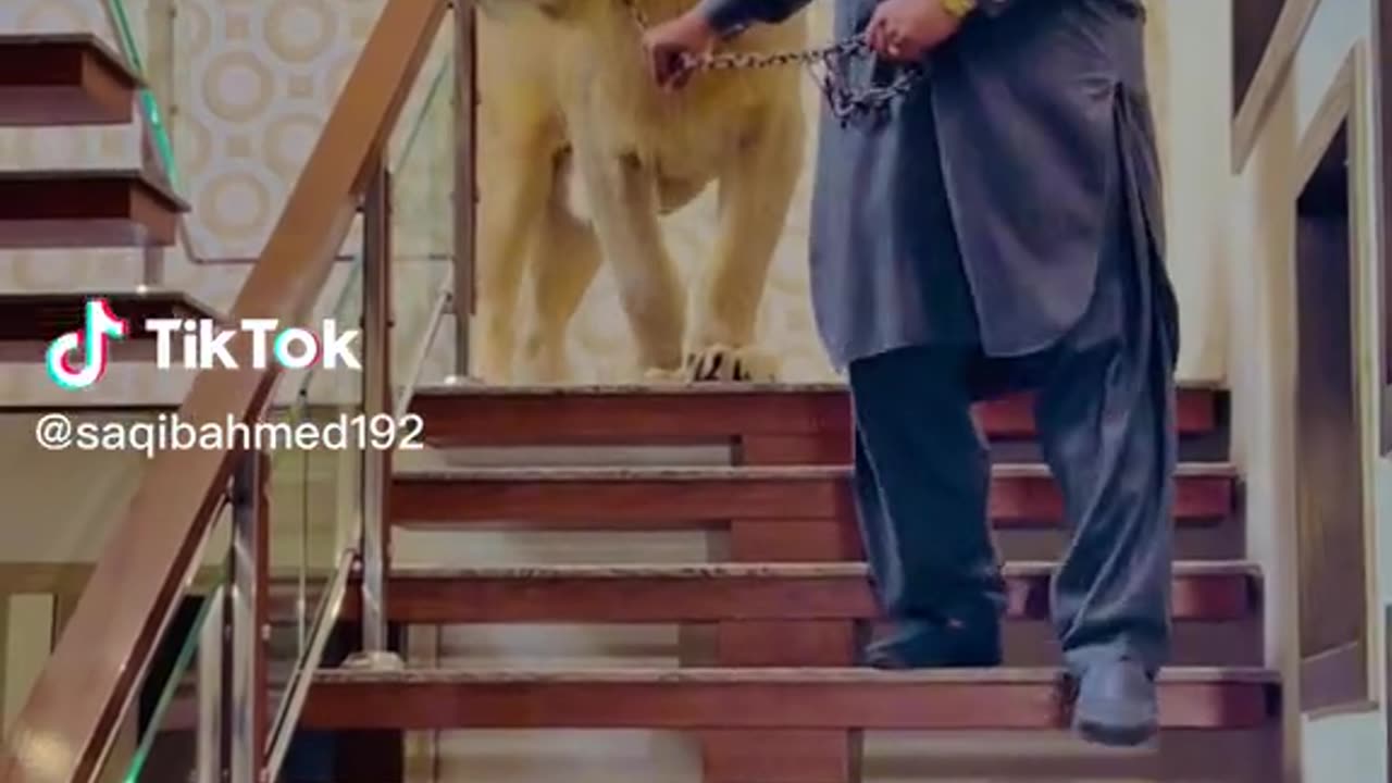Aj nechay anay ka mood nahi mufasa ka petslover #lionslover