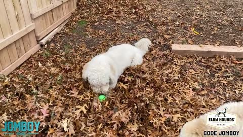 Dogs Play Fight Over a Ball, a breakdown