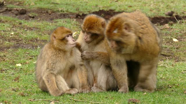 Family Of Monkeys