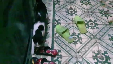 Cute Pets Cat and Puppy Dog Funny Moment | Viral Cat