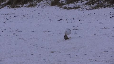 Seagull Snow Beach Breakfast Flounder Nature Bird