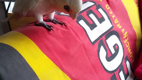 Angry Eric the cockatoo curses at his dog friend