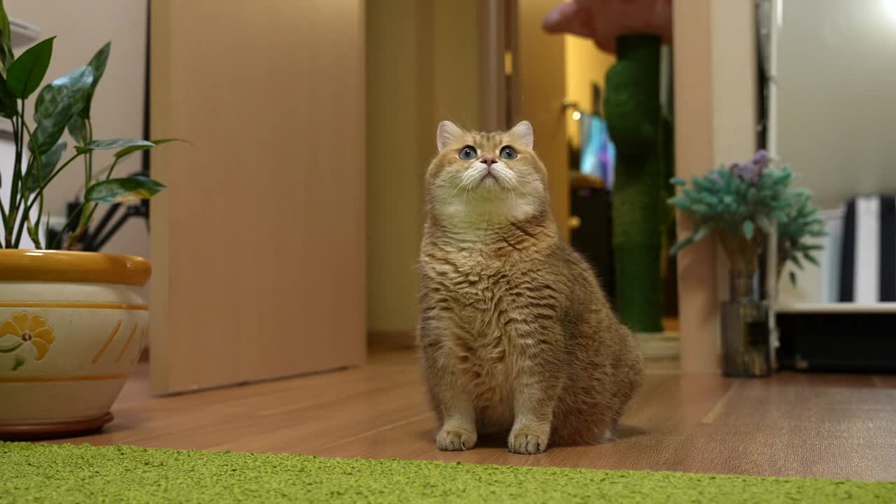 Hosico and Bird