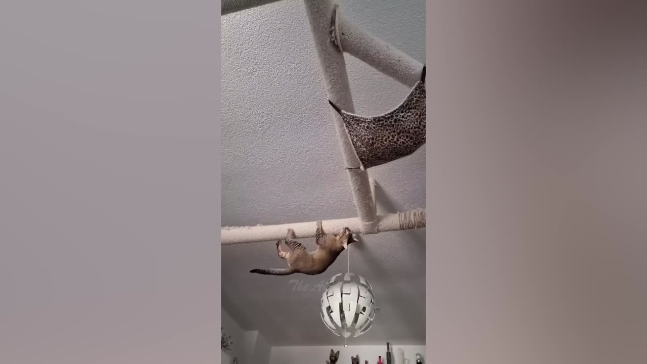 Best Funny Animal Videos Of The 2022 π€£ - Funniest Cats And Dogs Videos πΊπ (82)