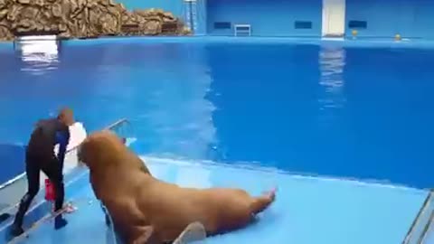 Seal Fish's Training #shorts #viral #shortsvideo #video