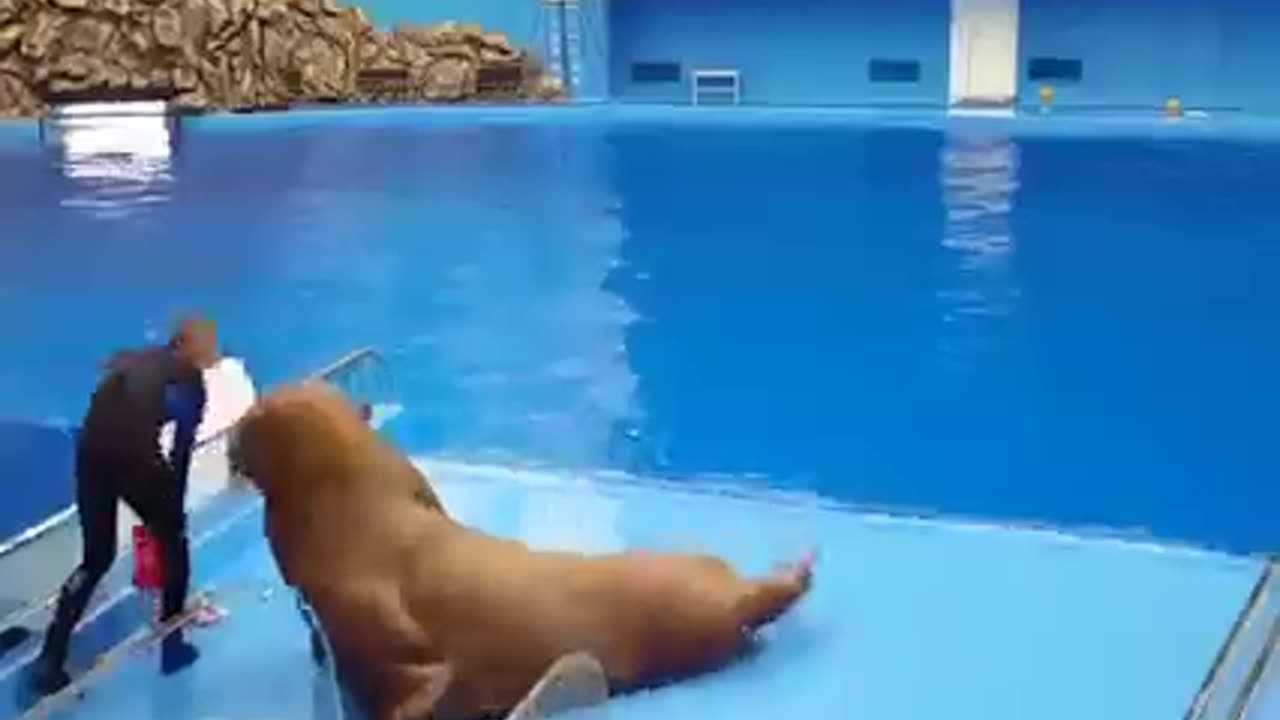 Seal Fish's Training #shorts #viral #shortsvideo #video