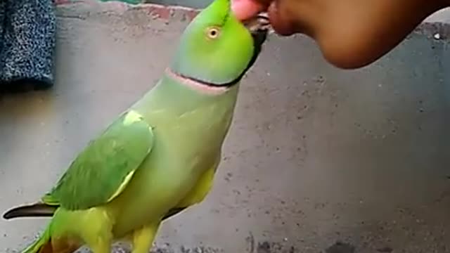 beautiful parrot talking with his owner and kissing their self