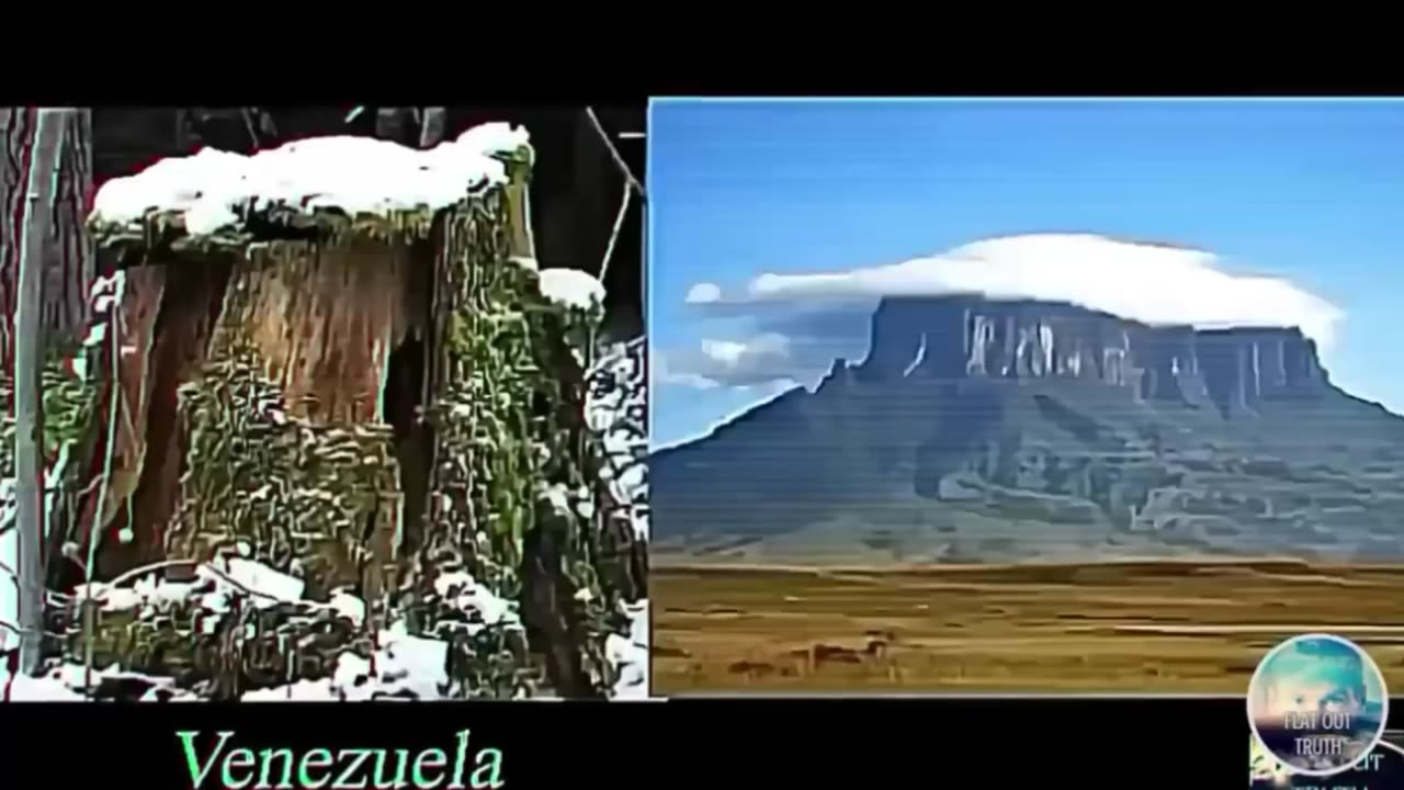BIBLICAL TREES & THEIR REMAINS