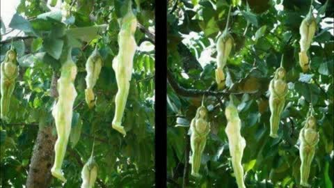 Top 8 Most Unusual Trees in the World Green.