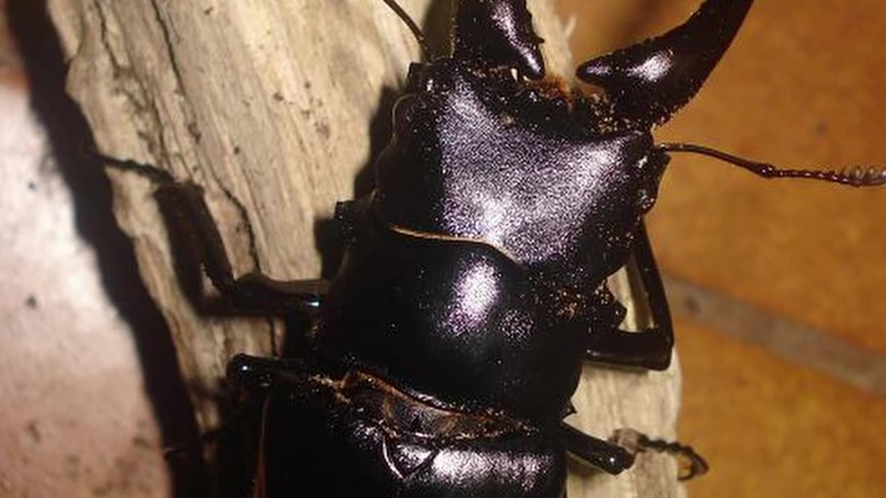 Massive Stag Beetles Jaws #insects