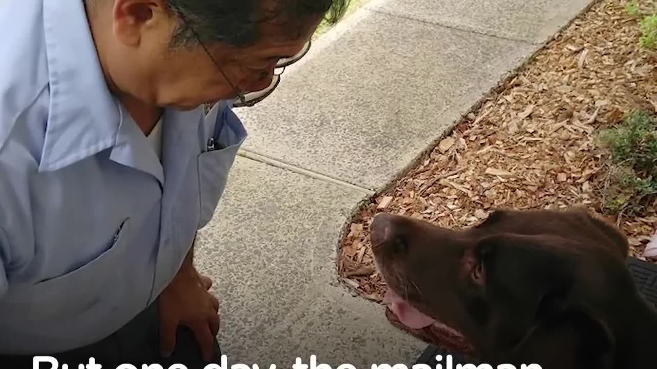 Dog Can't Wait To See His Mailman Every Single Day | The Dodo