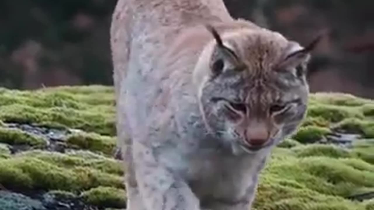 The Eurasian Lynx