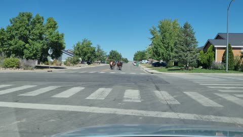 Dayton, Nevada - Wild Horses 20230828 - 1