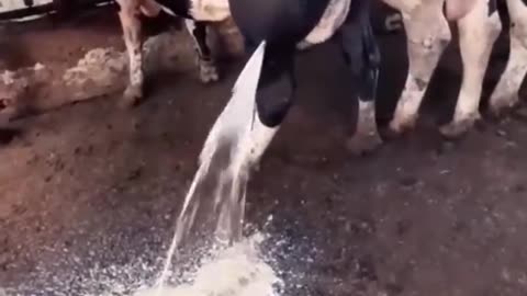 Life of cows(Suffering)