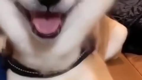 Cute dog