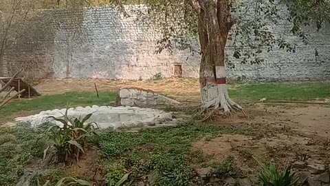 White tiger walking