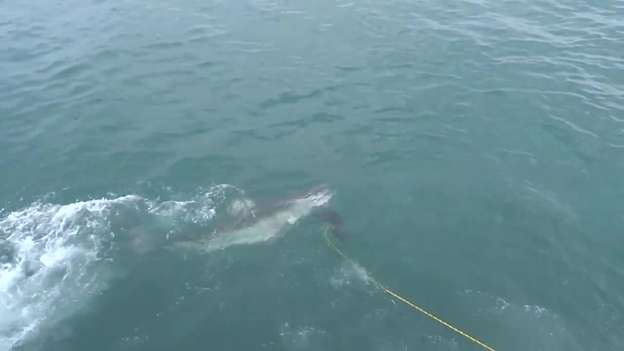 Great white shark thrashing on decoy bait