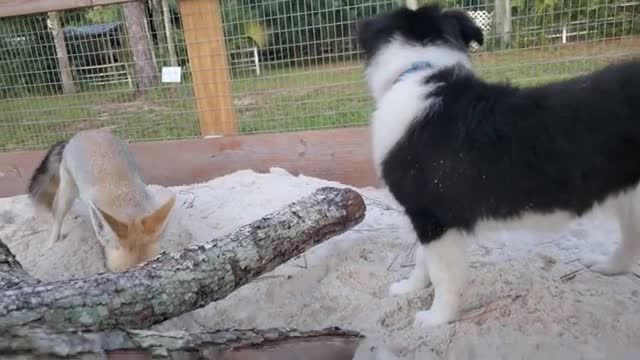 Sand fox and border collie play in sandbox