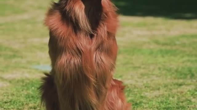 OMG Funny dog