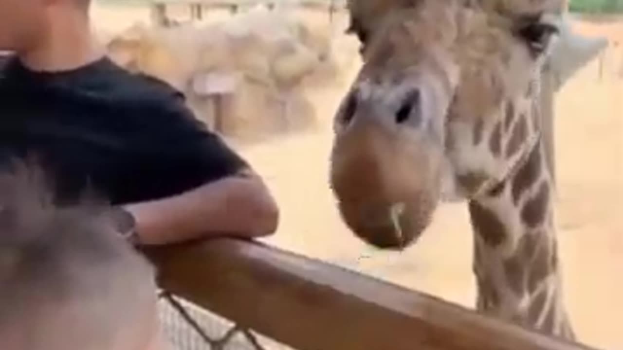 Funny moment of zebra || you have not seen it before | what a zebra