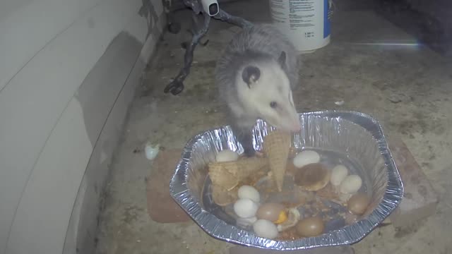 Oh Oh Opossum For Supper