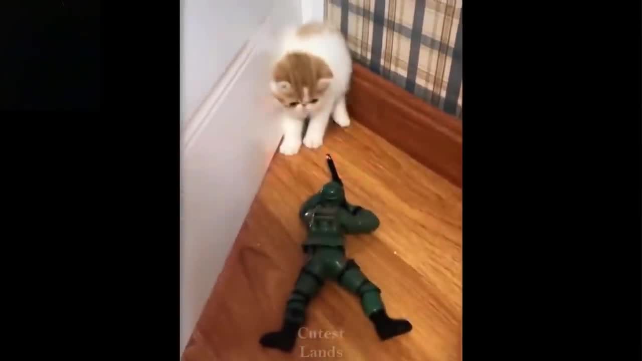 Cat vs soldier😂