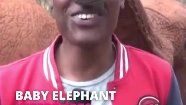 baby elephant interrupts news reporter