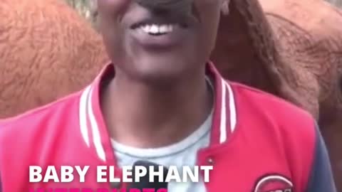 baby elephant interrupts news reporter