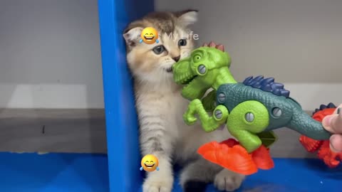 Funny Animals Video