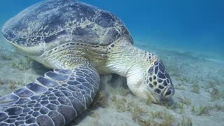 Aquarium 🐠 Beautiful Relaxing Coral Reef Fish - Relaxing Sleep Meditation Music