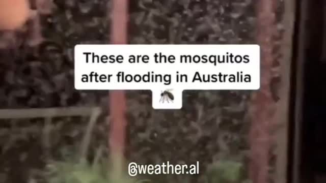 Mosquito attack after floods hit australia