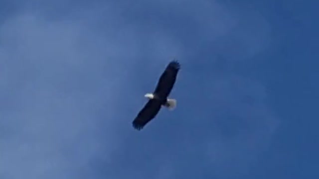 bald eagle #majesticaf #YasClean #nature #eagles #birdtok