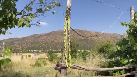 Drying okra and apricots for the winter