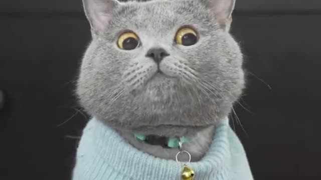 The Ultimate Viral Cat Video